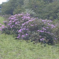 Rhododendron